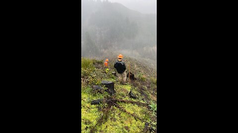 Herd of elk at work