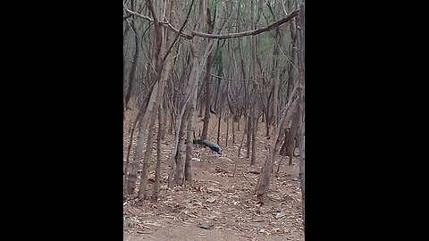 peacock spoted on my Village
