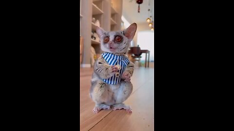 funny animals video 🤣🤣🤣🤣🤣🤣