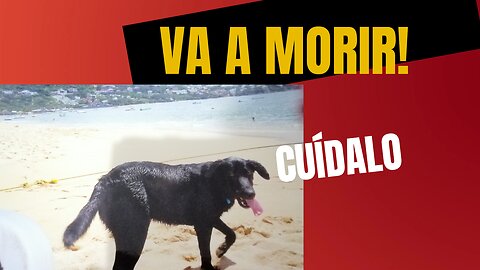 Tu perro, va a morir