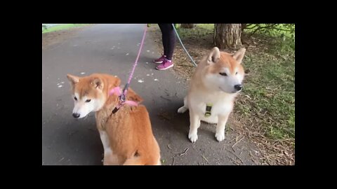 Shiba’s!