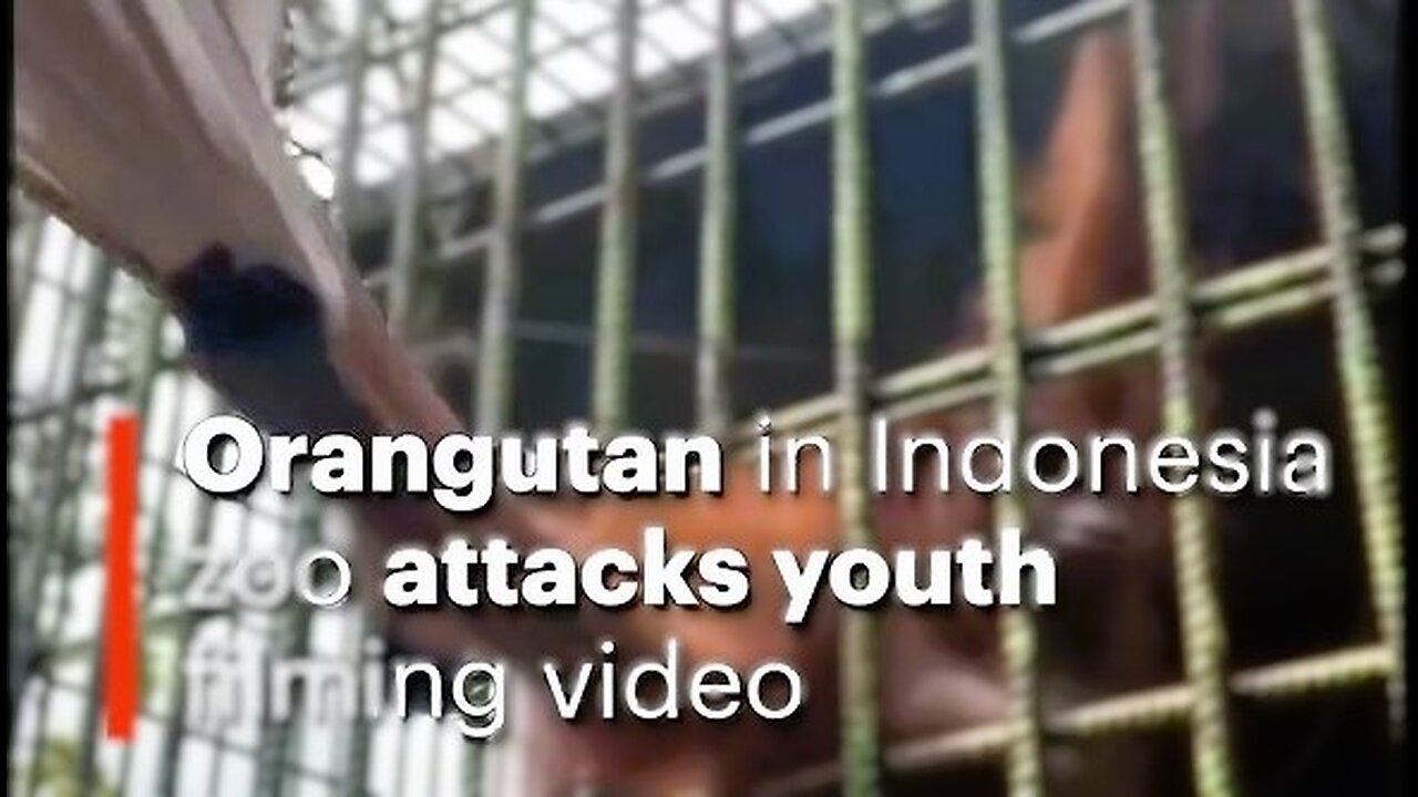 🐒🦧 Orangutan in Indonesia Zoo Attacks Youth 😱🚨