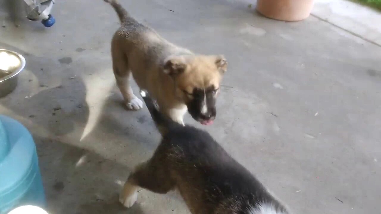 Caucasian (Ovcharka) Shepherd 6 weeks old