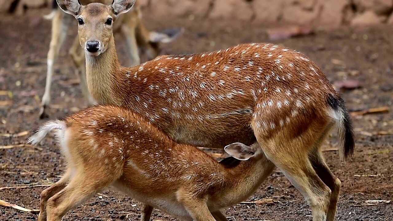 Deer Feeding His Baby So Cute Footage