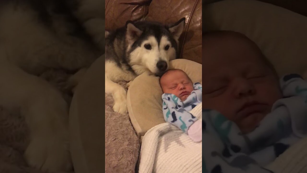 Husky & Baby Becoming Best Friends!