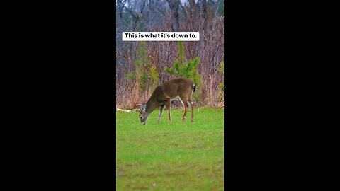 Alabama Whitetail Buck