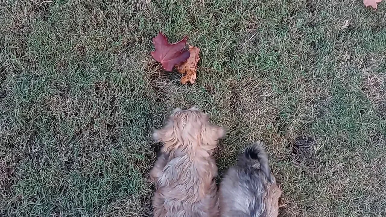 j Litter - Outside 1st Time(2)