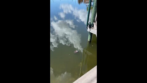 Name That Turtle #FYP #Fish #CoconutPoint #LiveStream #TikTokLive #SWFL #CoconutPointMall
