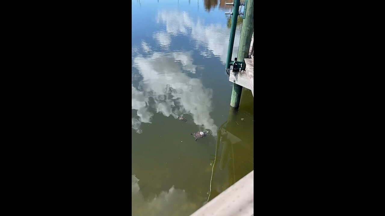 Name That Turtle #FYP #Fish #CoconutPoint #LiveStream #TikTokLive #SWFL #CoconutPointMall