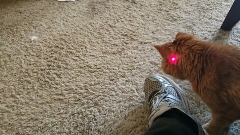 Playing with Ritz and his fav toy the Laser May 25, 2022