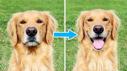 Why Do Golden Retrievers Smile?