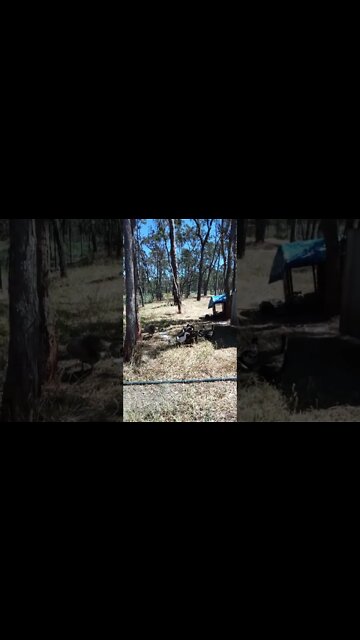 Ducklings waiting for their water