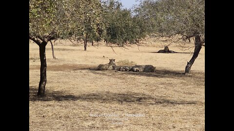 GIR National Forest