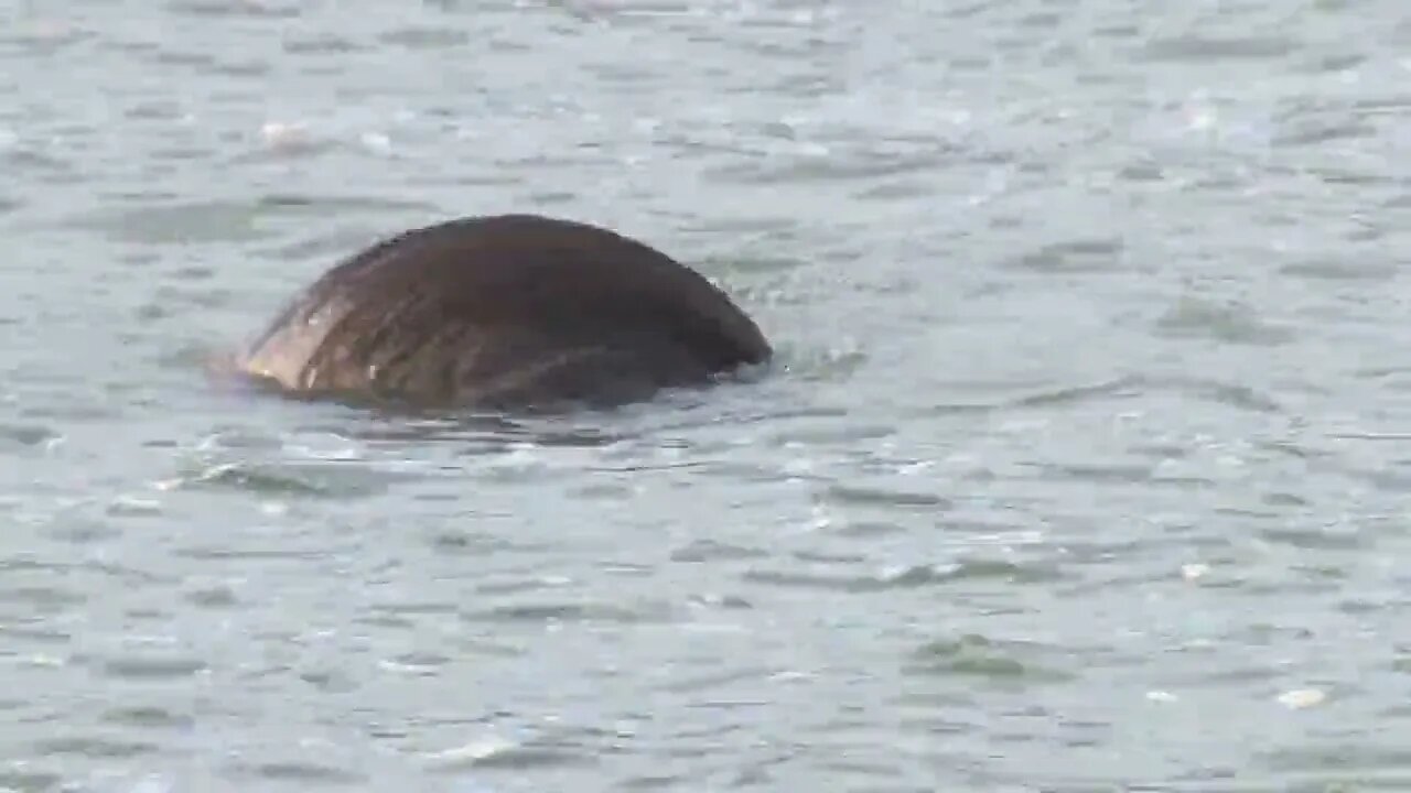 Otter Rolling Around in the Water