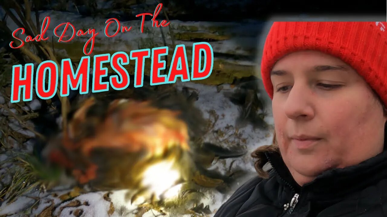 Loss On The homestead | Viewers Discretion Advised | Wild Chicken Predators In Canada