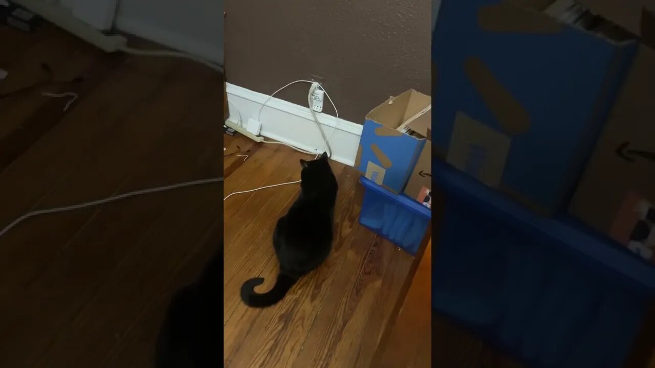 Why is our cat just watching the spider but not attacking? Kill it!