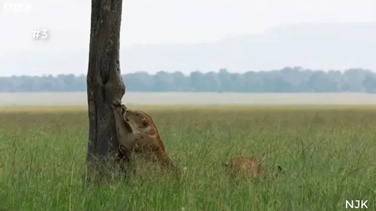 wildlife King Lion funny video