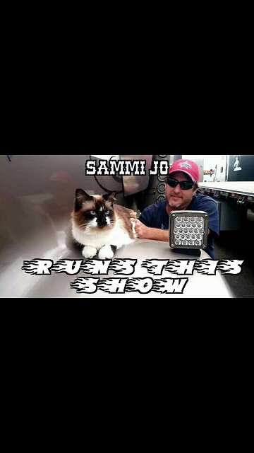 Bad Ass Boss Cat =^,,^=