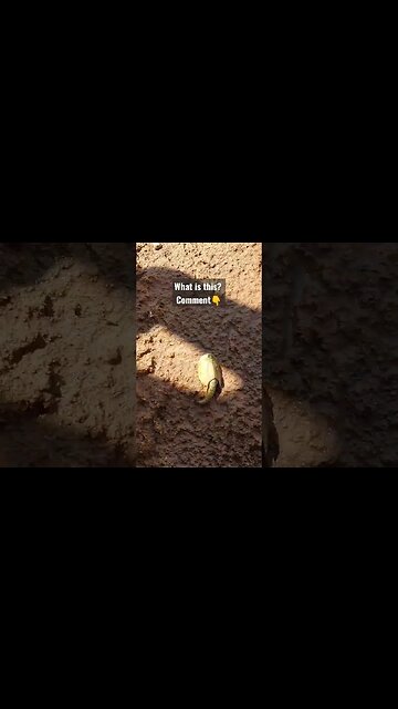 what is this? #wierd #creature #wyoming #whatisit #shortsvideo #shortsfeed #wildlife #animals