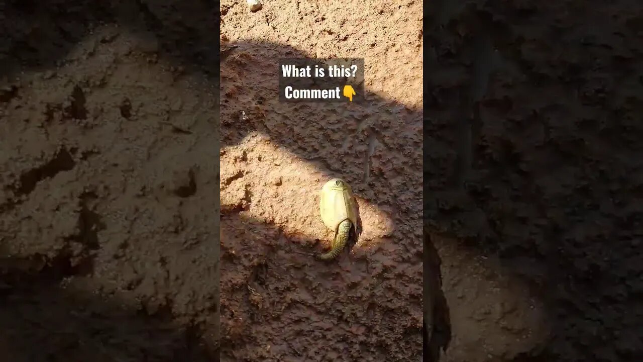 what is this? #wierd #creature #wyoming #whatisit #shortsvideo #shortsfeed #wildlife #animals