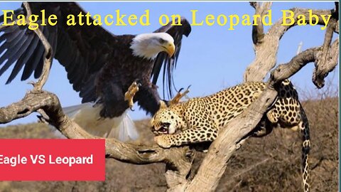 An eagle hunted a leopard baby