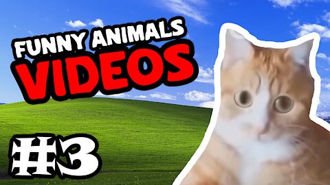 🤣 Funny Animals Videos| Cute Animals Compilation #3