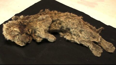 Ancient lion species found incredibly well preserved in the Arctic