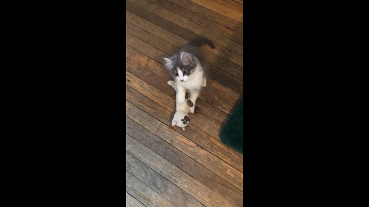 Donny Kitty Plays with Stuffed Kitten