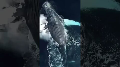 Aerial View of Blue Whale