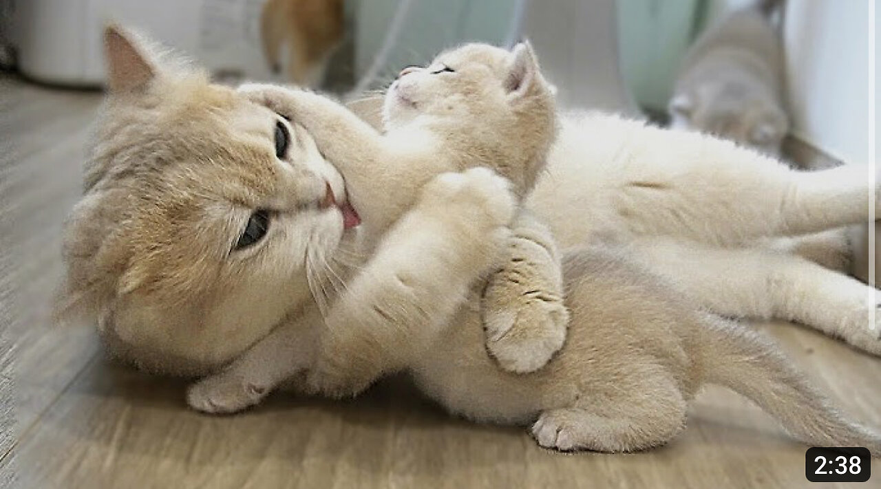 The way the mother cat loves her kitten is very strongly