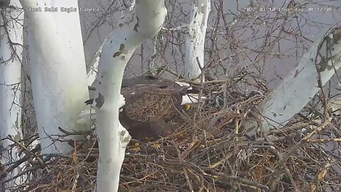 USS Eagles - Dad brings in large stick, boots Mom for Egg Duty