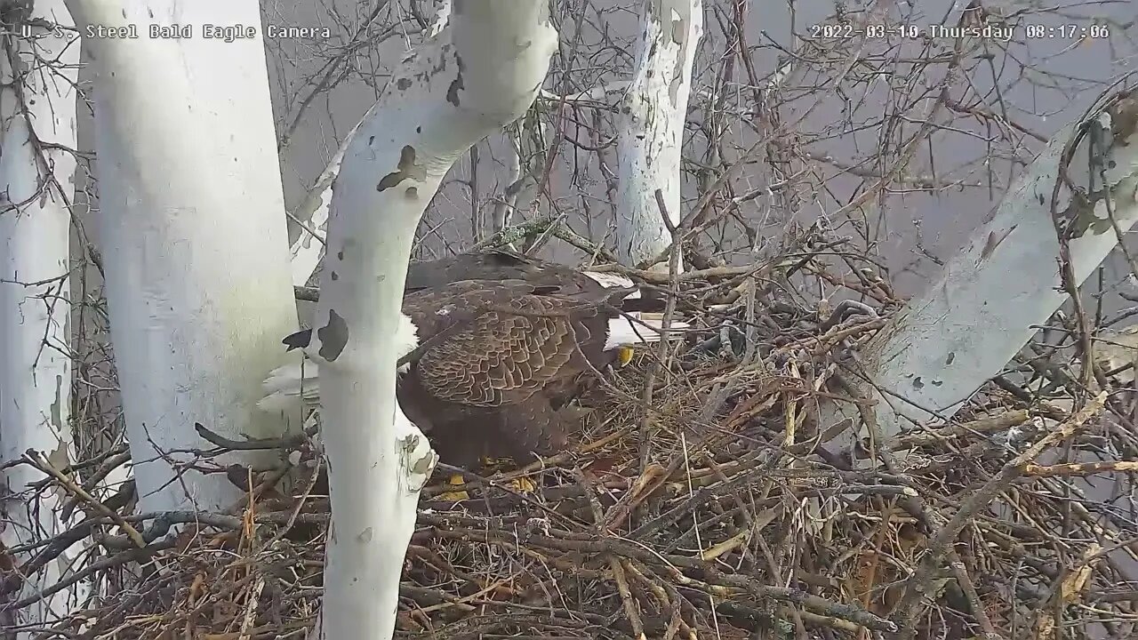 USS Eagles - Dad brings in large stick, boots Mom for Egg Duty