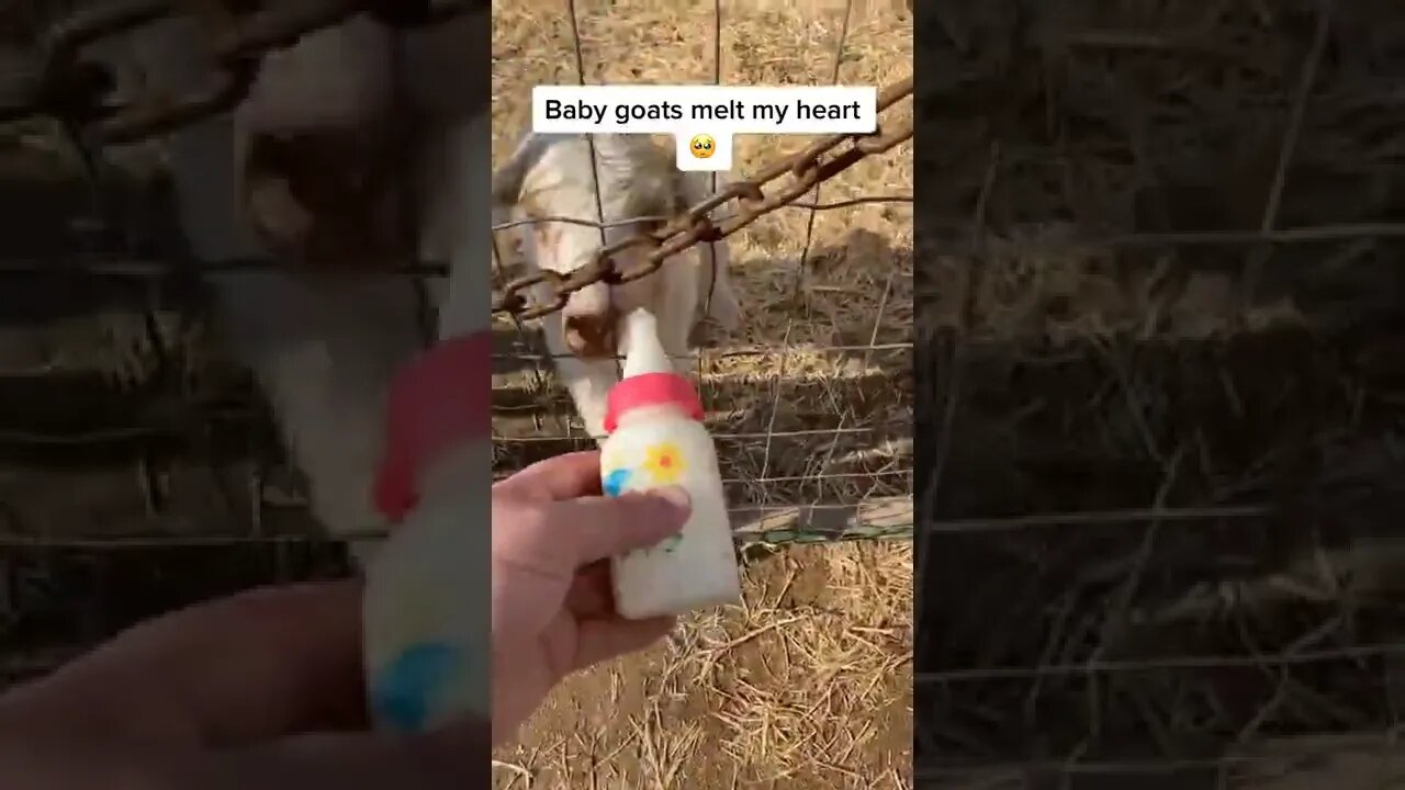 Baby Goats Melt My Heart tiktok kraylynn