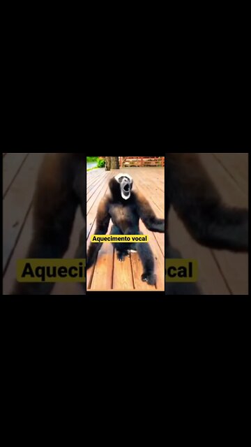 #humor #vidademúsico #bastidores #musico #show #musica #aquecimentovocal #voz #fy #engraçado #risos