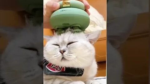 cute cat videos 😹 funny videos 😂 1080 😻 #shorts