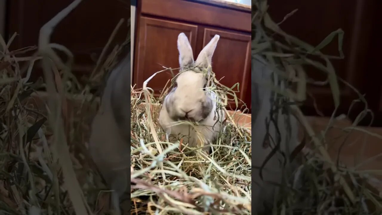 Hayyyy (wait til the end) 🐇 💨