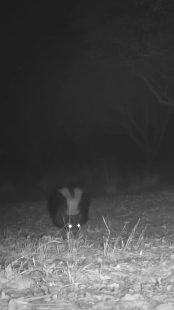 Striped Skunk 🦨 Midnight Patrol