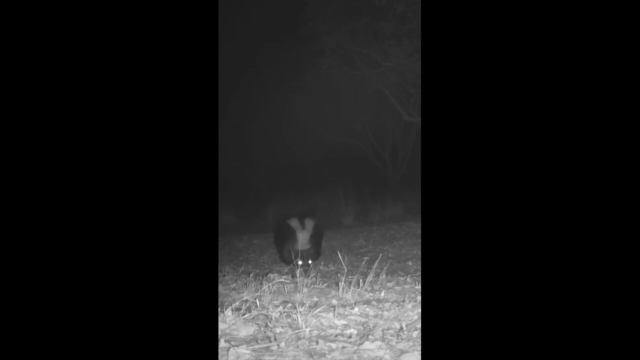 Striped Skunk 🦨 Midnight Patrol