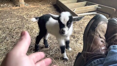 Xena’s New Baby