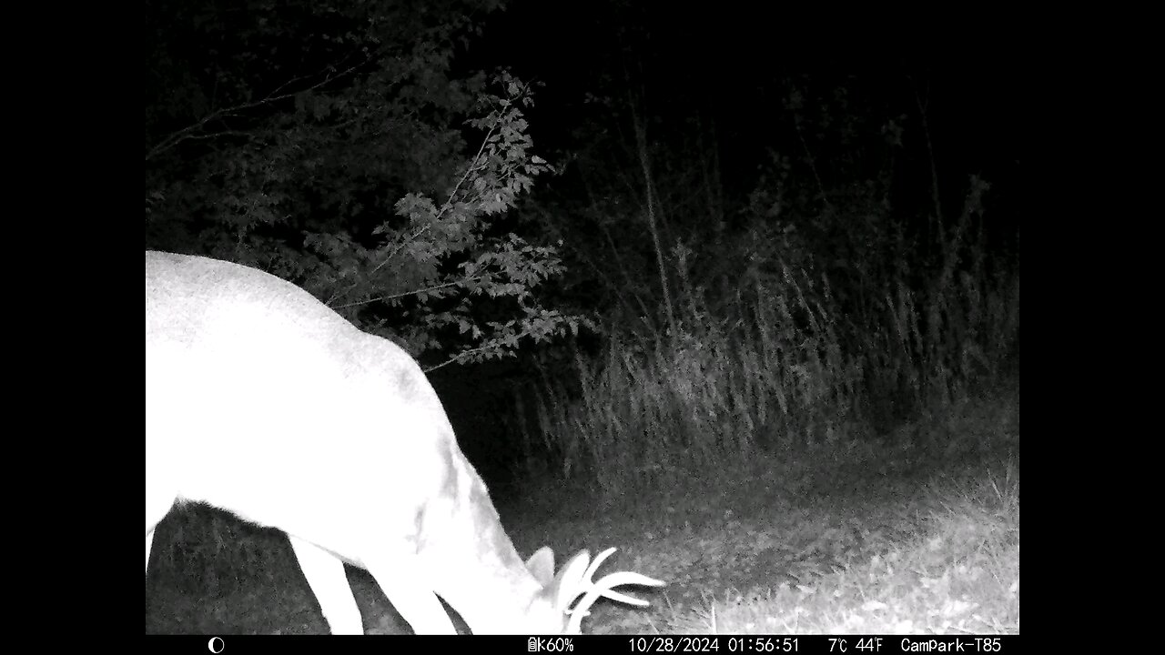 Buck Deer Cam And Raccoon 10-28-2024