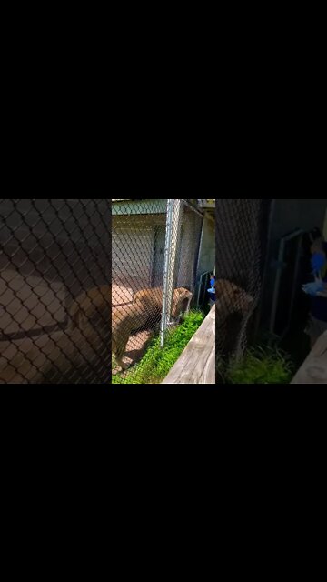 Female lion won’t let the male eat