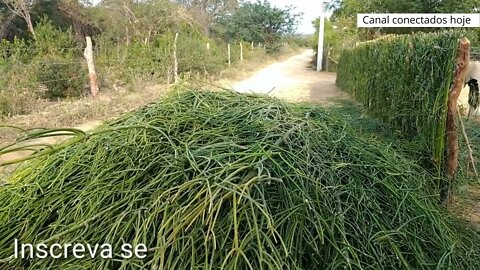 Mostrando cerca viva Avelós ou pecado pelado cerca viva resistente a seca e de crescimento rápido