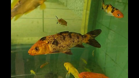 Golden Fish in aquarium.