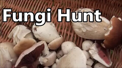 September Fungi Hunt 2022