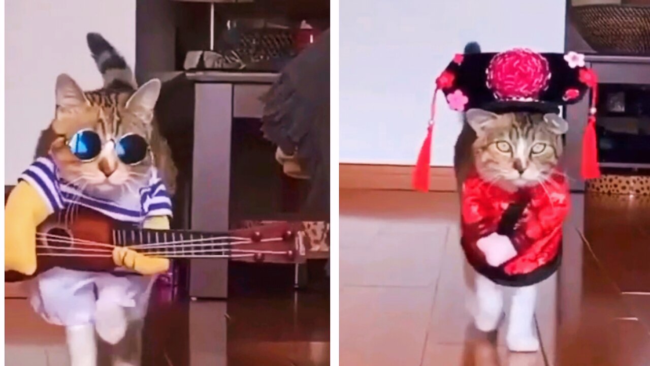 Cat fashion show/ guitar playing