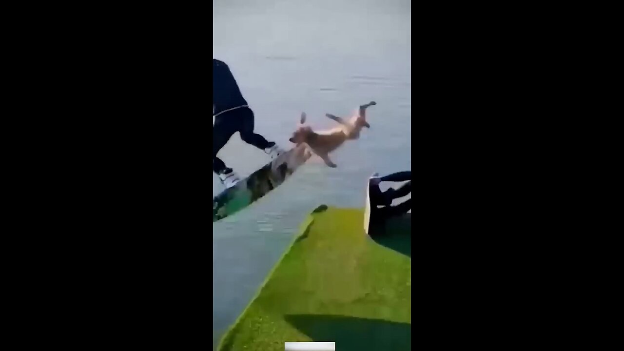 part...2 Animal Very fanny video cats and dogs 🤣🐕