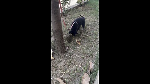 My german shephard puppy loves to dig