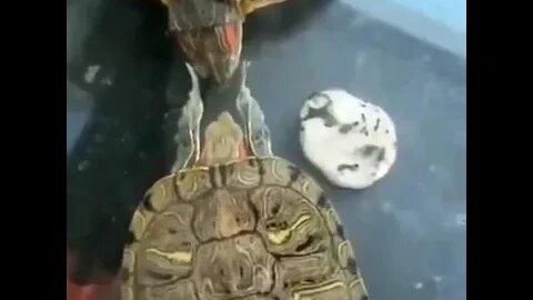 Turtle slaps are rituals that hint at an interest in a mate