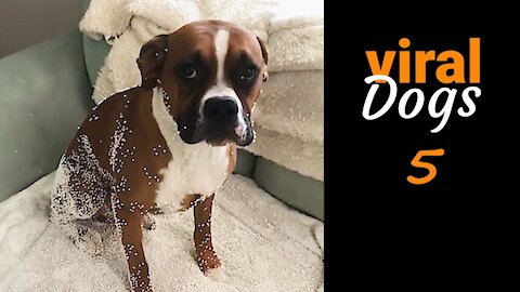 VIRAL DOGS🐶 AND PUPPIES❤🐕 (FUNNY & CUTE VIDEOS)😊❤