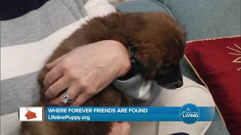 Find Your Forever Friend // Lifeline Puppy